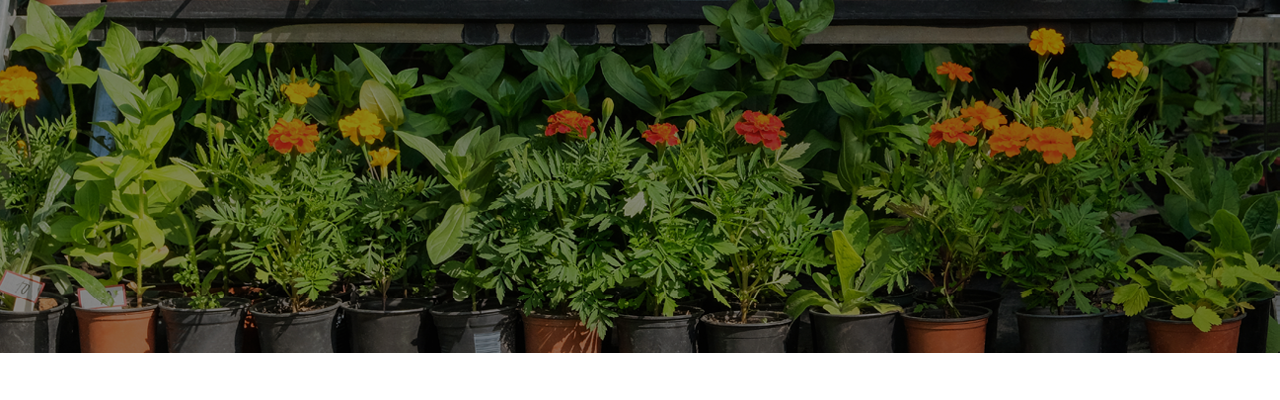 Propane Bottles For Sale