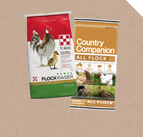 Chicken Feed for All Flocks