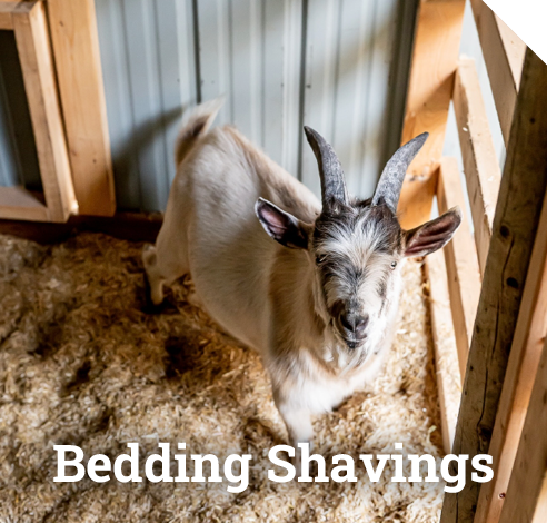 Bedding & Shavings